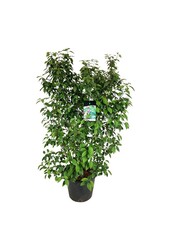 Callicarpa bodinieri Profusion (Baie de beauté)