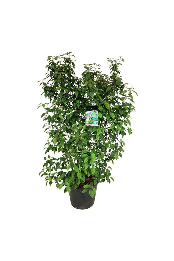 Schoonvrucht Callicarpa bodinieri Profusion