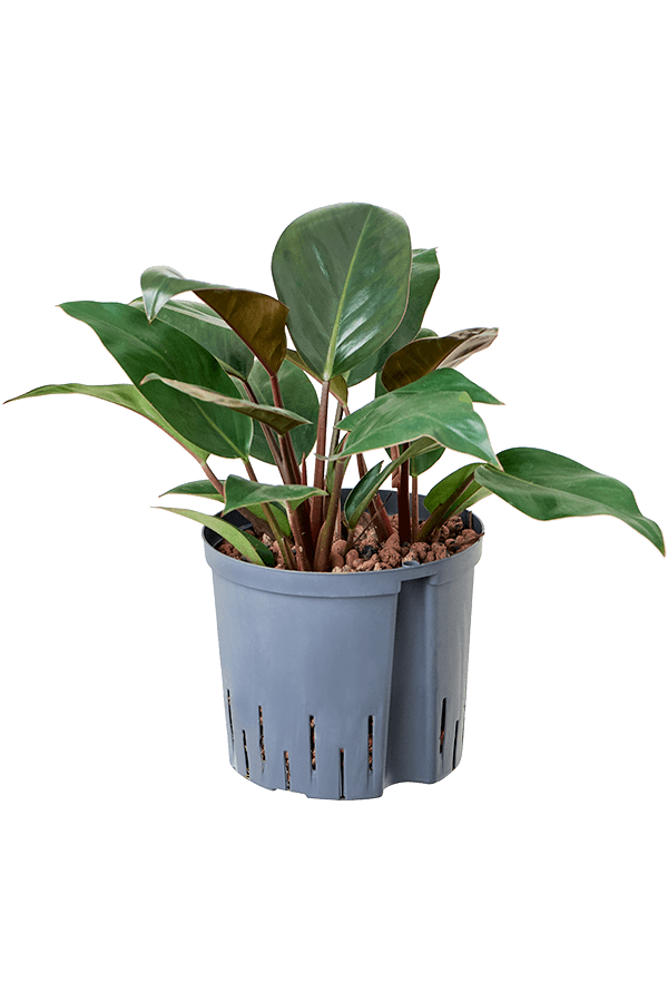 Hydroplant Philodendron Red Beauty