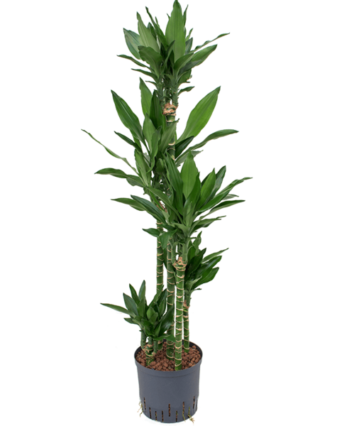 Hydroplant Dracaena