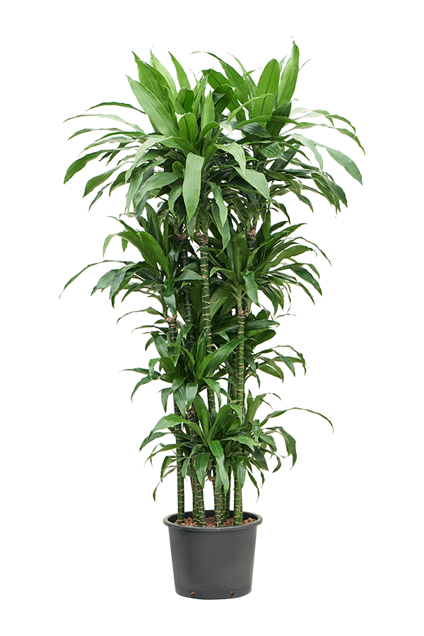 Hydroplant Dracaena Fragrans Janet Craig