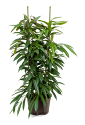 Hydroplante Ficus Binnendijkii Amstel King