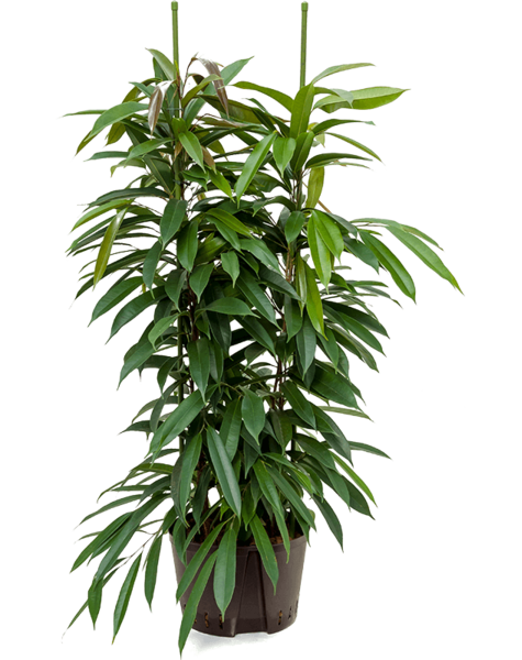 Hydroplant Ficus