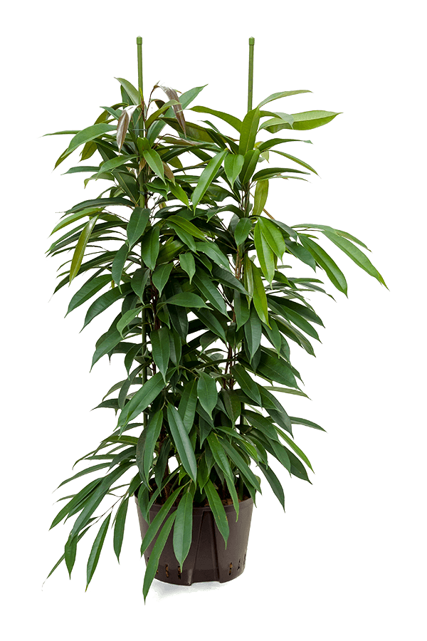 Hydroplante Ficus Binnendijkii Amstel King