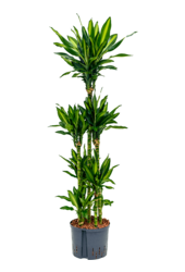 Hydroplante Dracaena Fragrans Cintho