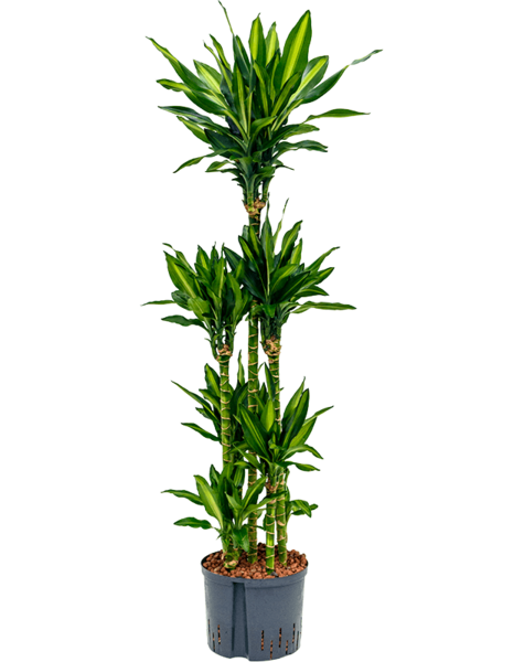 Hydroplante Dracaena