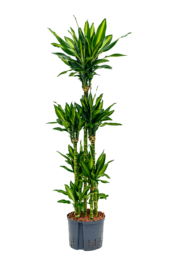 Hydroplante Dracaena Fragrans Cintho