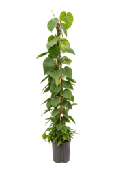 Hydroplant Philodendron Scandens