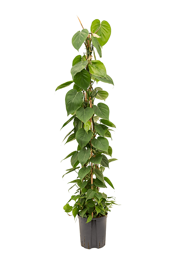 Hydroplant Philodendron Scandens