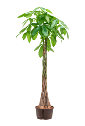 Hydroplante Pachira Aquatica