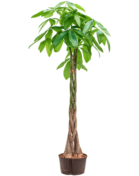 Hydroplante Pachira