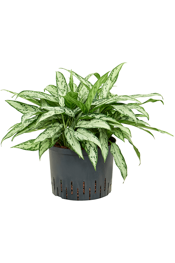 Plante hydroponique Aglaonema Silver Queen