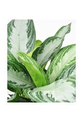 Plante hydroponique Aglaonema Silver Queen