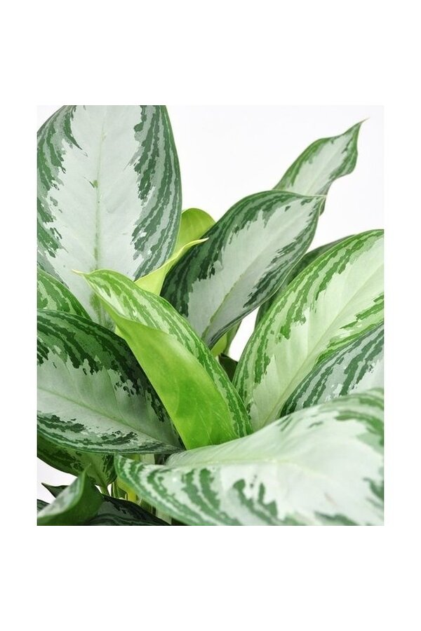 Plante hydroponique Aglaonema Silver Queen