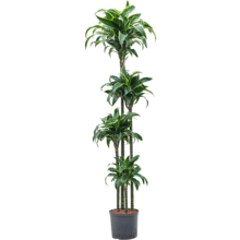 Hydroplant Dracaena