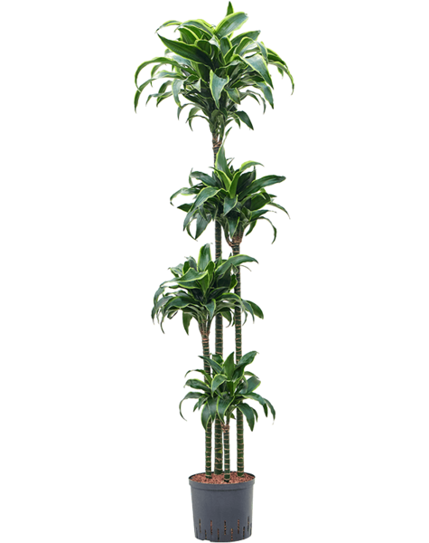 Hydroplante Dracaena