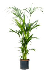 Hydroplante Kentia (Howea) Forsteriana