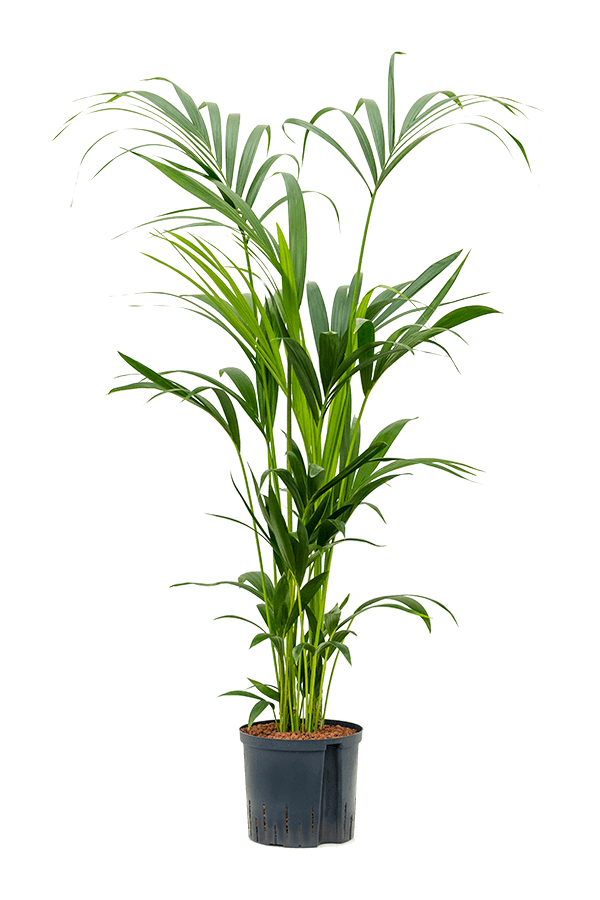 Hydroplant Kentia (Howea) Forsteriana