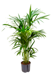 Hydroplant Kentia (Howea) Forsteriana