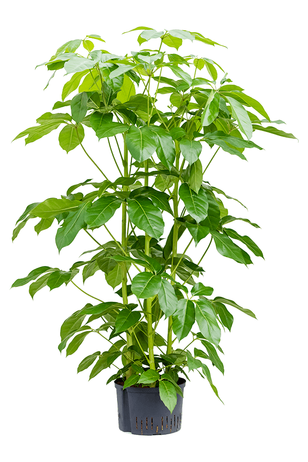 Hydroplant Schefflera Actinophylla Amate