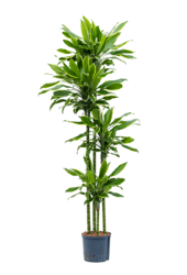 Hydroplant Dracaena Fragrans Golden Coast