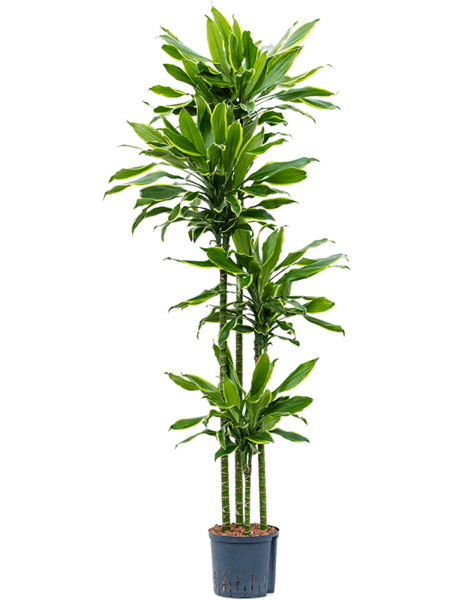 Plante hydroponique Dracaena