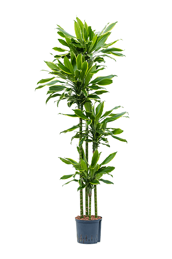 Plante hydroponique Dracaena Fragrans Golden Coast