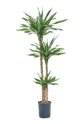 Hydroplant Dracaena Fragrans Riki