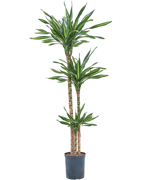 Hydroplante Dracaena