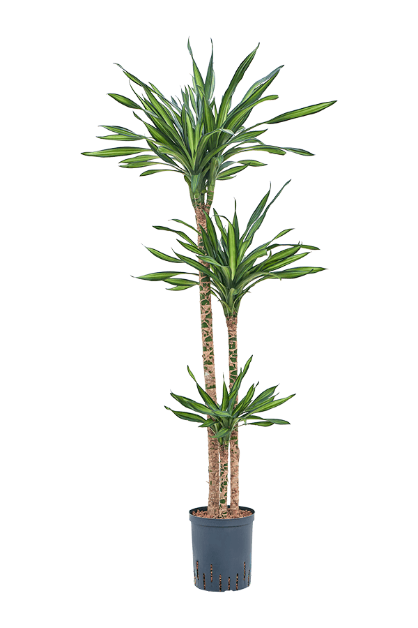 Hydroplante Dracaena Fragrans Riki