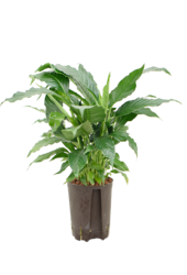 Hydroplant Spathiphyllum Hybriden