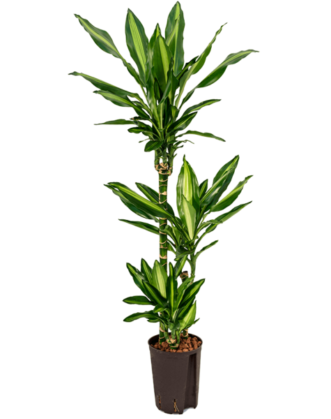 Hydroplant Dracaena