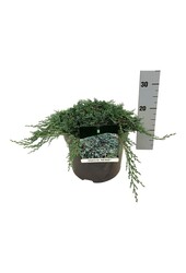 Cipres Juniperus Icee Blue ®