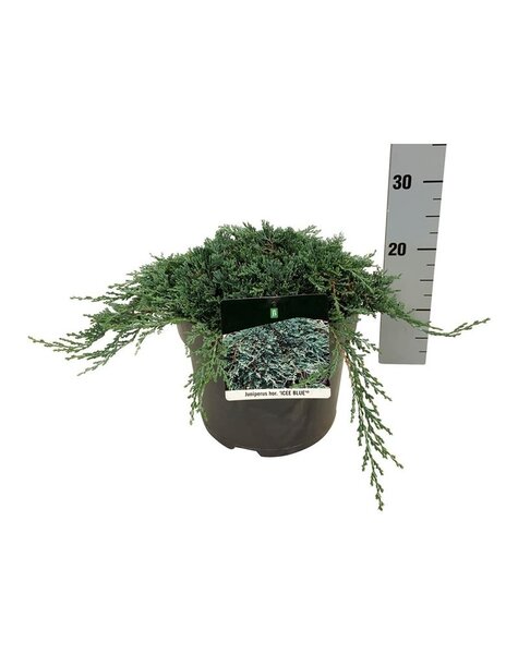 Juniperus