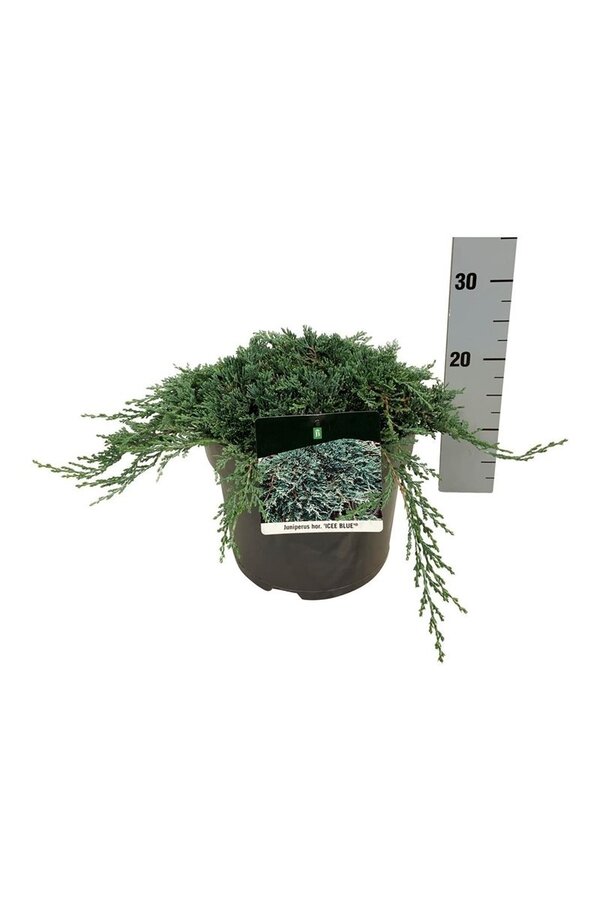 Cipres Juniperus Icee Blue ®
