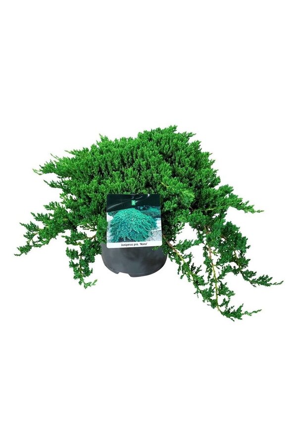 Cipres Juniperus Nana
