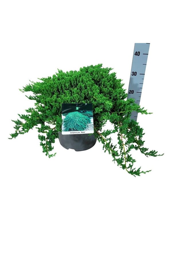 Cipres Juniperus Nana