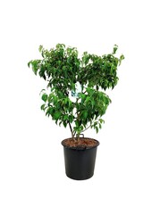 Kornoelje Cornus kousa China Girl