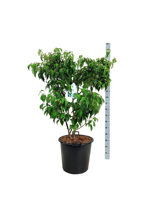 Kornoelje Cornus kousa China Girl