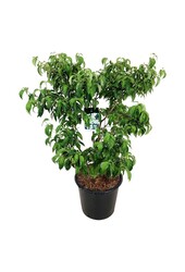 Kornoelje Cornus kousa China Girl