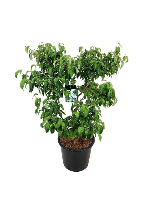 Kornoelje Cornus kousa China Girl