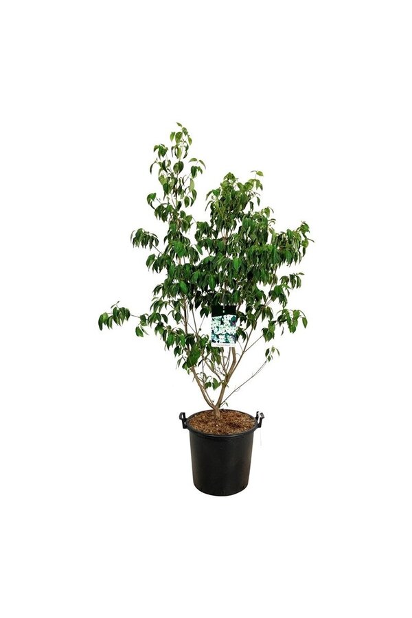 Cornouiller Cornus kousa China Girl