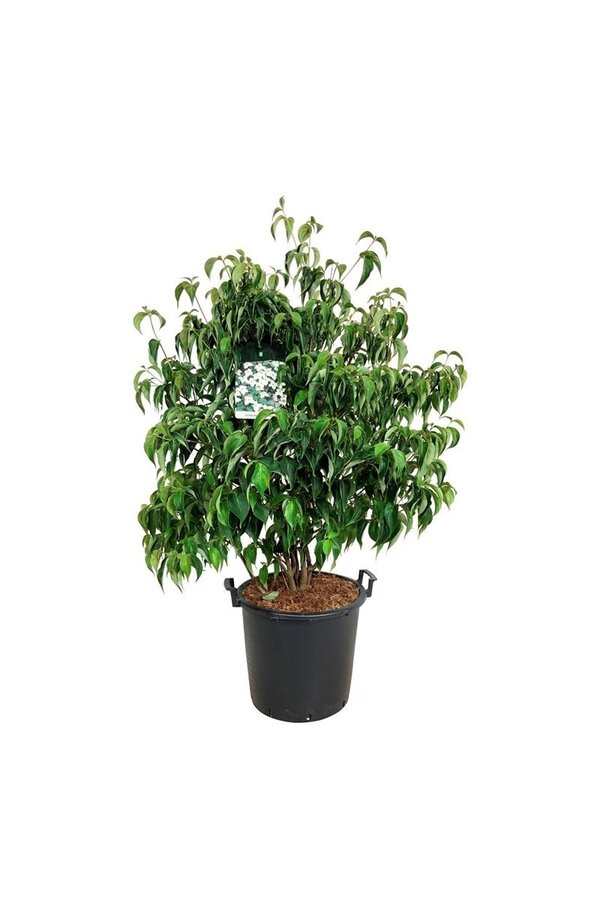 Kornoelje Cornus kousa chinensis