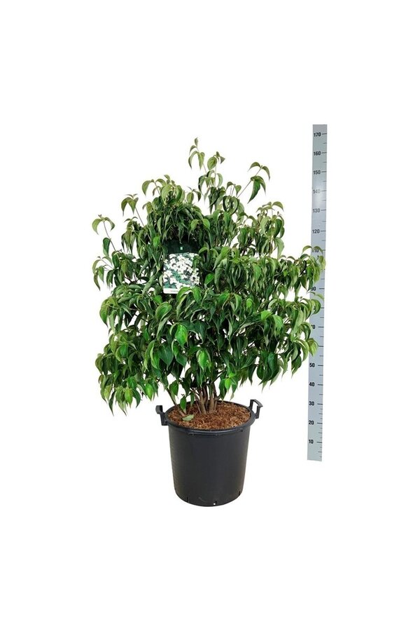 Kornoelje Cornus kousa chinensis