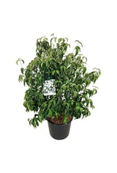 Kornoelje Cornus kousa chinensis