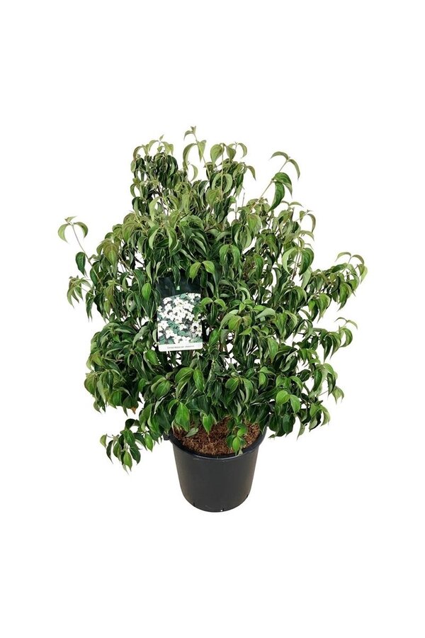 Kornoelje Cornus kousa chinensis