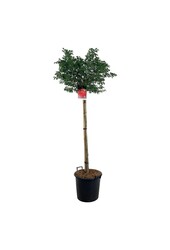 Kardinaalshoed Euonymus alatus Compactus