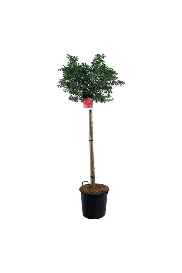 Kardinaalshoed Euonymus alatus Compactus