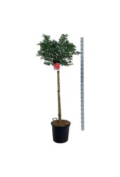 Kardinaalshoed Euonymus alatus Compactus