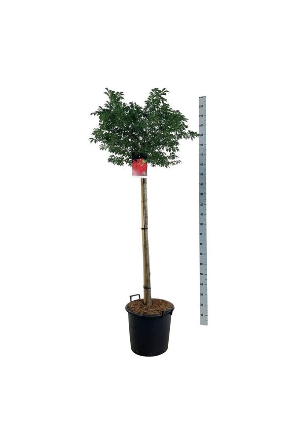 Kardinaalshoed Euonymus alatus Compactus